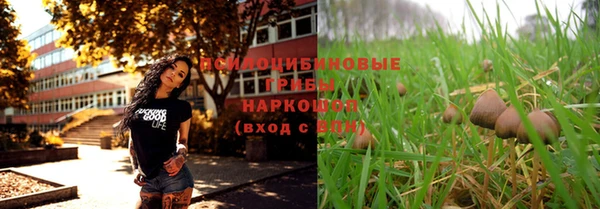 стаф Новокубанск